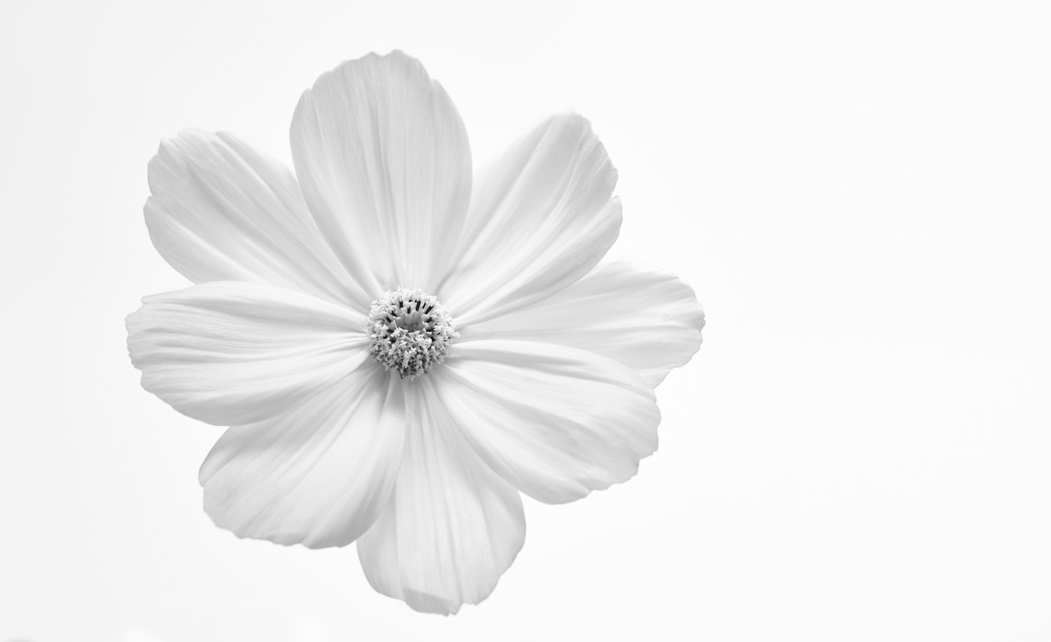 Black and White Cosmos