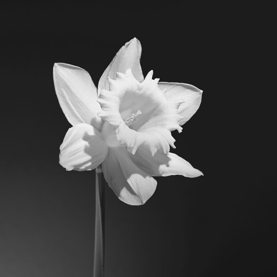 Daffodil, Flower, Wales