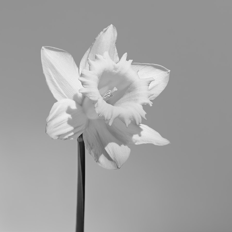 Daffodil