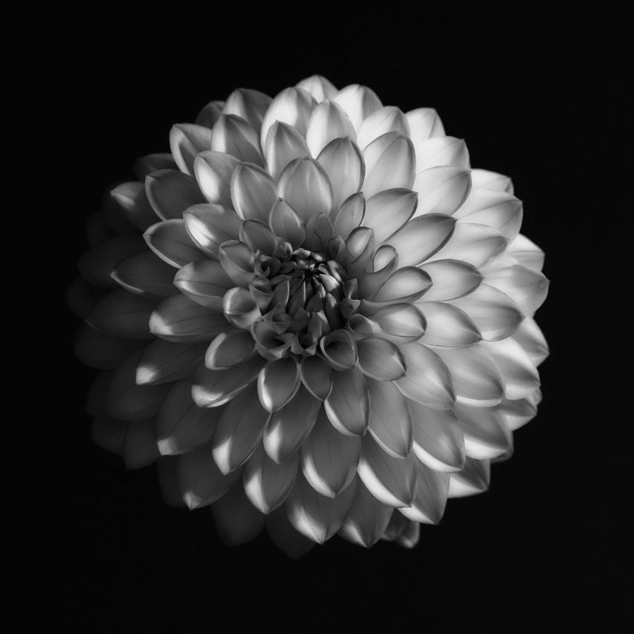 dahlia