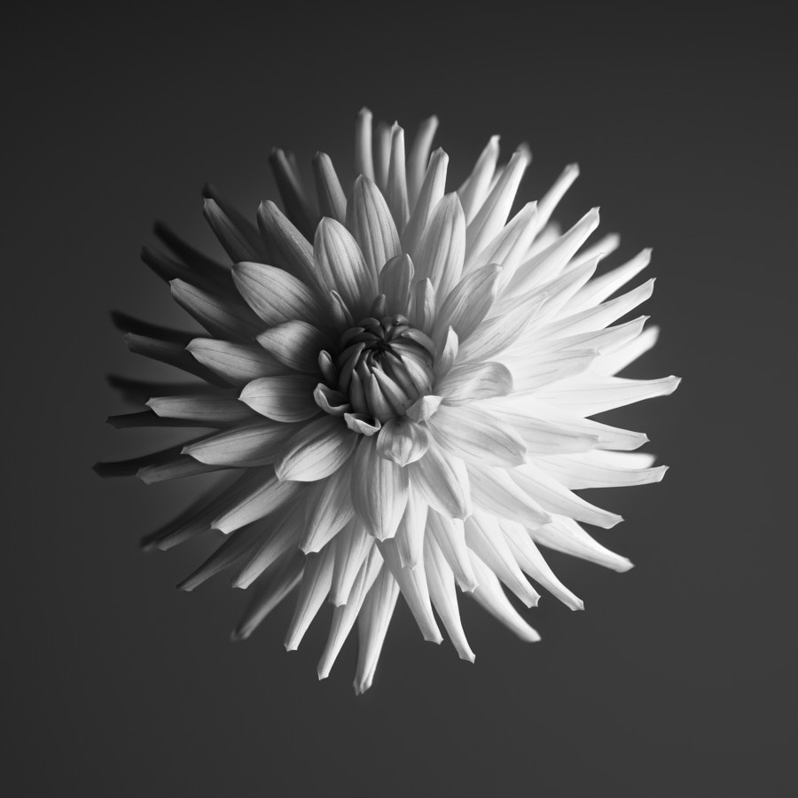 Dahlia