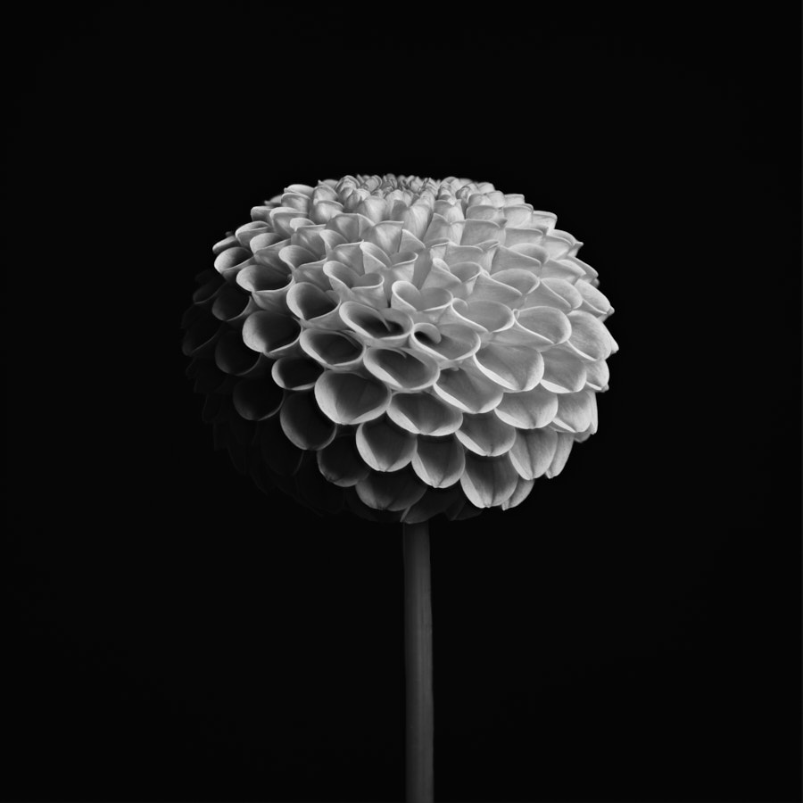 Dahlia