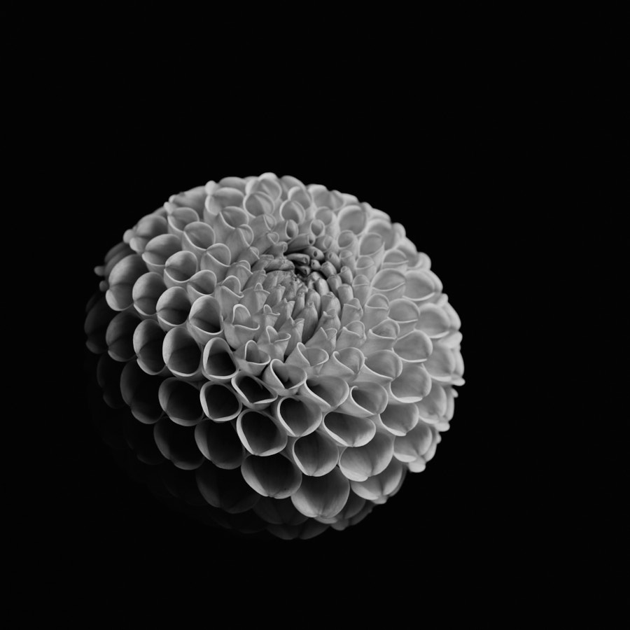 Dahlia