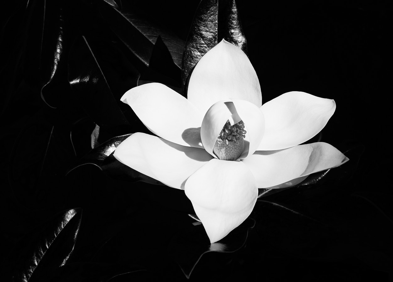 Magnolia