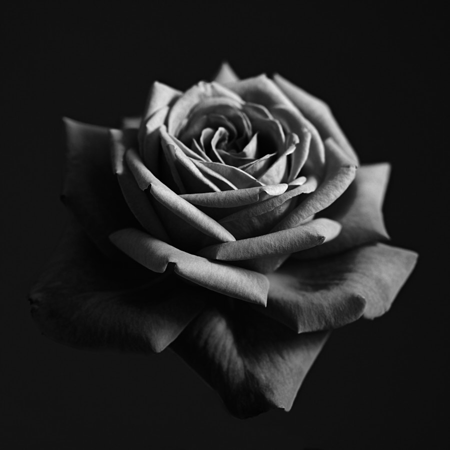 rose-16