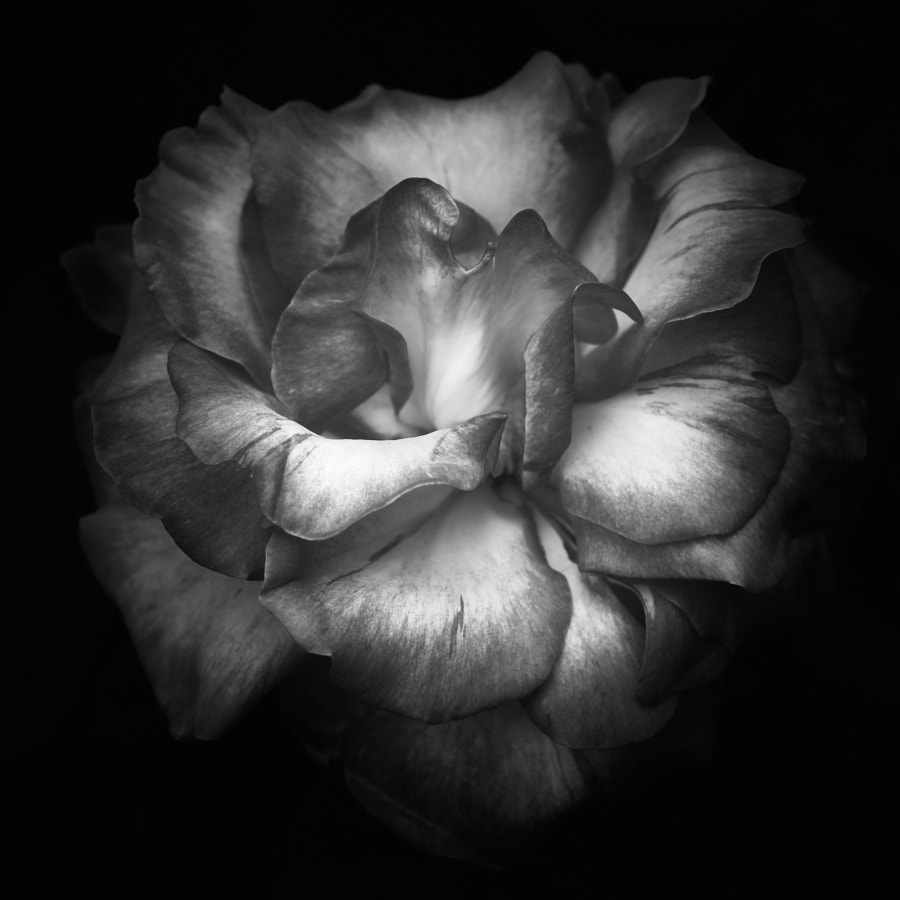 Rose, Tregarth, Wales