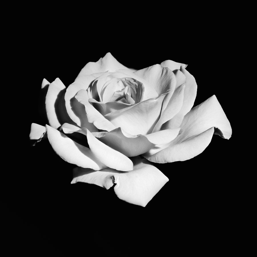 Rose, Tregarth, Wales