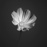 Cosmos, Black and White flowers, Tregath, Wales