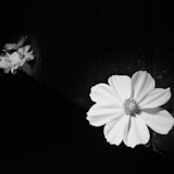 Cosmos, Black and White Flowers, Tregarth, Wales