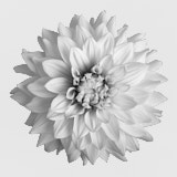 Dahlia, Black and White flowers, Tregarth, Wales