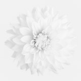Dahlia, Black and White flowers, Tregath, Wales