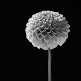 Dahlia, Black and White Flowers, Tregarth, Wales