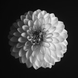 Dahlia, Blach White Flowers,Tregarth, Wales