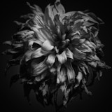 Dahlia, Black and White Flowers,Tregarth, Wales