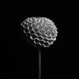 Dahlia, Tregath, Wales
