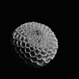 Dahlia, Black and White flowers, Tregarth, Wales