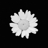 Daisy, Black and White flowers, Newborough, Wales
