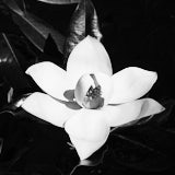 Magnolia, Black and White flowers, Bologna, Italy