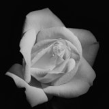 Rose, Black and White flowers, Wales