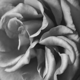 Black and White flowers, Rose, Wales