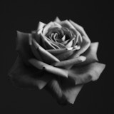Tregarth, Wales, Rose, Black and White Roses,