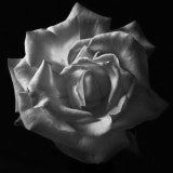 Rose, Black and White flowers, Wales