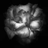 Rose, Black and White Roses, Tregarth, Wales