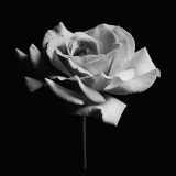 Rose, Wales