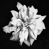 Rose, Black and White flowers, Wales
