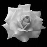 Rose, Black and White flowers, Wales