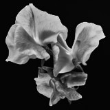 Sweet Pea, Black and White Flowers, Wales