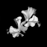 Sweet Pea, Black and White flowers, Wales