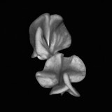Sweet Pea, Black and White flowers, Wales