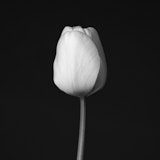 Tulip, Black and white tulip, flower