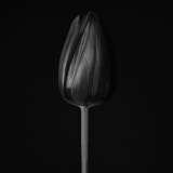 Black and white tulip, Tregarth, Wales