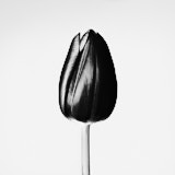 Tulip, Black and white tulip, Tregarth, Wales
