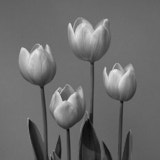 Tulip, Black and White flowers, Wales