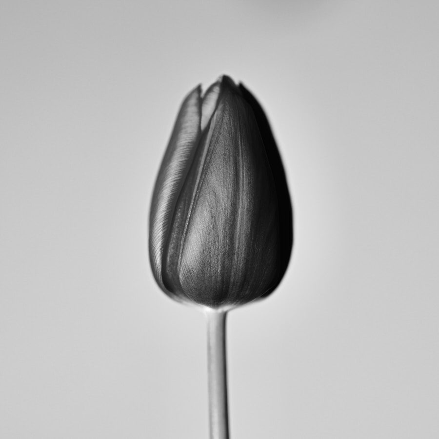 Black and white tulip,