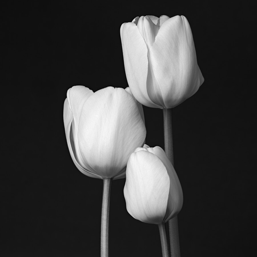 Tulip
